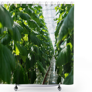 Personality  Selective Focus Of Cucumber Plants In Glasshouse, Blurred Foreground Shower Curtains