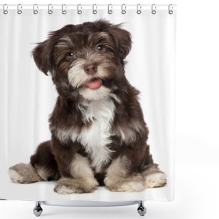 Personality  A Beautiful Smiling Chocholate Havanese Puppy Dog Shower Curtains