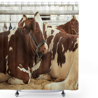 Personality  Cows In Corral With Metal Fence Shower Curtains