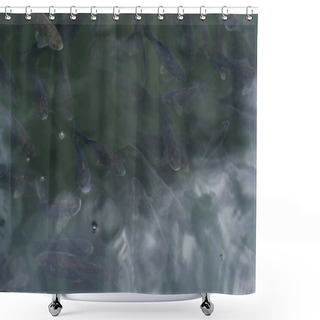 Personality  Dark Fishes Swimming In Pond With Bubbles In Summertime  Shower Curtains