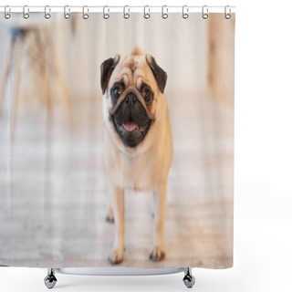 Personality  Cute Pug Dog On Floor At Home Shower Curtains