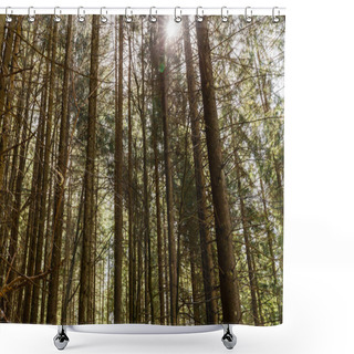 Personality  Sunshine And Coniferous Trees In Forest  Shower Curtains