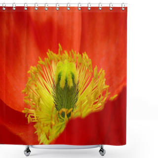 Personality  Close-up View Of Beautiful Wild Poppy Flowers Shower Curtains