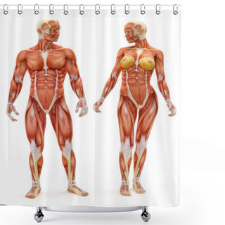 Personality  Male And Female Musculoskeletal System Shower Curtains