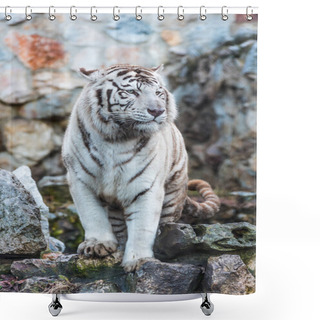 Personality  White Bengal Tiger In Zoo. Belgrade City, Serbia.  Shower Curtains