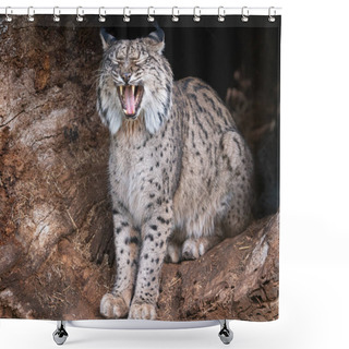 Personality  Iberian Lynx Caught Yawning In Its Natural Habitat. Shower Curtains