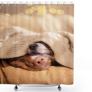 Personality  Dog Jack Russell Terrier And Dog Nova Scotia Duck Tolling Retriever . Shower Curtains