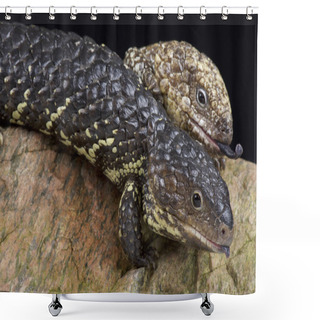 Personality  Beaded Lizards / Heloderma Horridum Shower Curtains