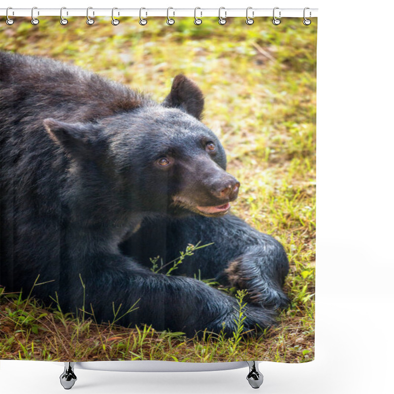 Personality  big brown bear lying in grass with friendly expression shower curtains