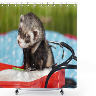 Personality  Ferret Male As Doctor Shower Curtains