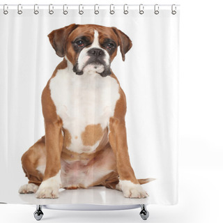 Personality  Boxer Dog On White Background Shower Curtains