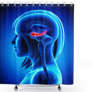Personality  Anatomy Of Female Brain Hippocampus Shower Curtains