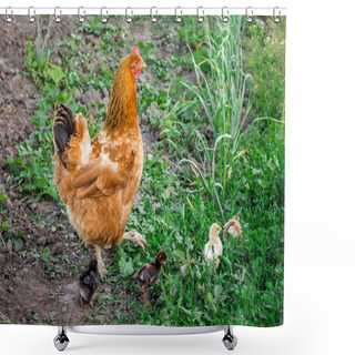 Personality  Brown Chicken With Small Newborn Chickens Looking For Food In Garden. Chicken Cares About Chickens Shower Curtains