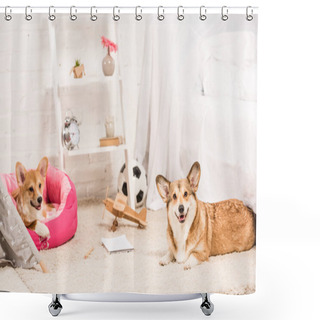 Personality  Funny Pembroke Welsh Corgi Dogs Resting In Soft Pet House And On Fluffy Rug At Home Shower Curtains