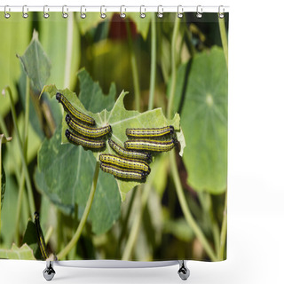 Personality  Caterpillars Feeding Shower Curtains