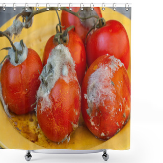 Personality  Rotten Tomatos On Vine Shower Curtains