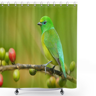 Personality  Blue-naped Chlorophonia Form Colombia Shower Curtains