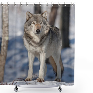 Personality  Timber Wolf Or Grey Wolf (Canis Lupus) Standing In The Winter Snow In Canada Shower Curtains