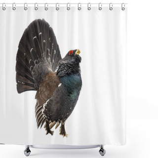 Personality  Western Capercaillie Wood Grouse On White Background Shower Curtains