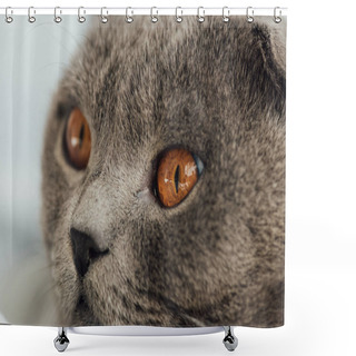 Personality  Partial View Of Adorable Scottish Fold Cat Looking Away Shower Curtains