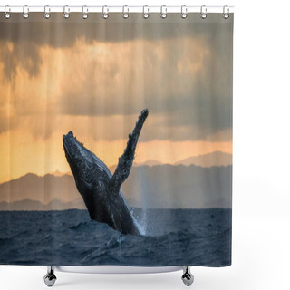 Personality  Humpback Whale Jumping Out Of The Water Shower Curtains