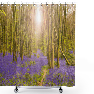 Personality  Sun Shines Through Beech Trees Illuminating A Carpet Of Bluebell Shower Curtains