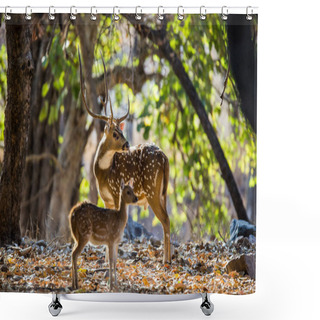 Personality  Deer With Beautiful Horns With Baby  Shower Curtains