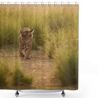 Personality  Walking Tiger Shower Curtains