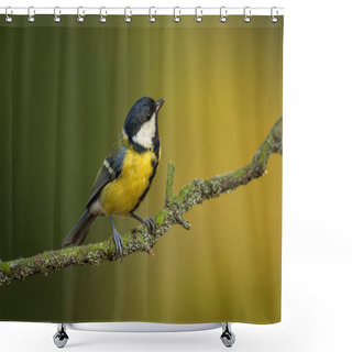 Personality  Single Great Tit Sitting On Tree Branch Shower Curtains