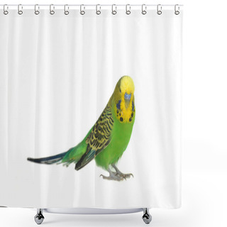 Personality  Portrait Of Budgerigar Shower Curtains