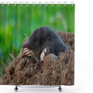 Personality  Mole Crawling Out Of Brown Molehill Shower Curtains