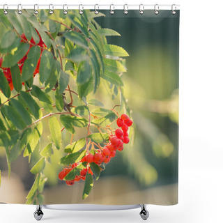 Personality  Green Sorbus Aucuparia Shower Curtains