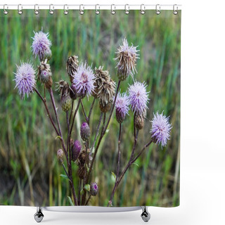 Personality  Cirsium Arvense Flowers  Shower Curtains