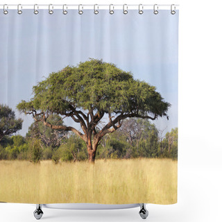 Personality  African Acacia Tree Shower Curtains