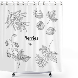 Personality  Collection Of Hand Drawn Berries Isolated On White Background. Botanical Illustration Of Engraved Berry. Viburnum, Sea Buckthorn, Strawberry. Design For Package Of Health And Beauty Natural Products. Shower Curtains