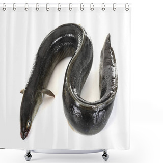 Personality  European Eel In Studio Shower Curtains