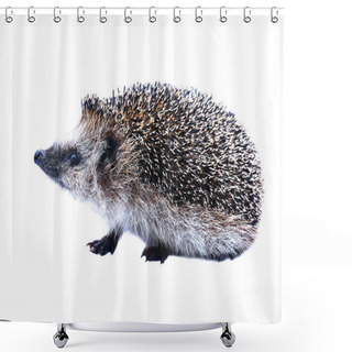 Personality  Little Forest Hedgehog Isolated Shower Curtains