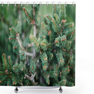 Personality  Close-up Shot Of Beautiful Green Spruce Branches Shower Curtains