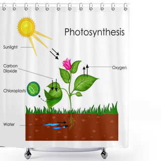 Personality  Education Chart Of Biology For Photosynthesis Process Diagram Shower Curtains