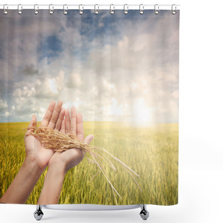 Personality  Hand Holding Harvested Paddy During Early Morning Field Shower Curtains