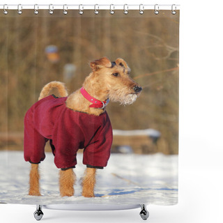 Personality  Irish Terrier On A Walk Shower Curtains