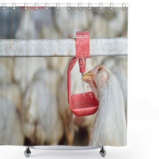 Personality  Free Range Organic Backyard Broiler Chickens Drinking Water By Nipple Drinker Shower Curtains