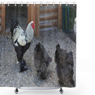 Personality  Breed Brama Is Decorative Breeds Of Chickens Shower Curtains
