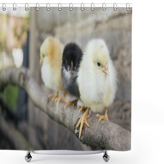Personality  Spring On A Stick Sitting Three Chicken. Shower Curtains