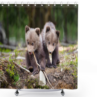 Personality  Two Little Brown Bear Cub In Summer Forest Shower Curtains