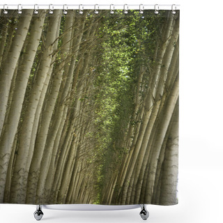 Personality  Stand Of Cultivated Poplar Trees. Shower Curtains