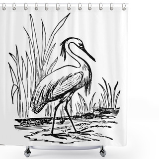 Personality  Egret Have The Feathers On The Lower Part Of The Back Lengthened, Vintage Line Drawing Or Engraving Illustration. Shower Curtains