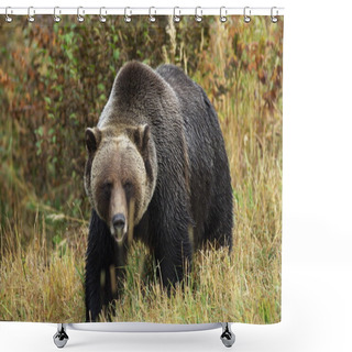 Personality  Male Grizzly Bear Shower Curtains