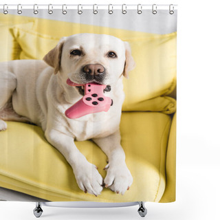Personality  KYIV, UKRAINE - OCTOBER 02, 2020: Portrait Of Labrador Holding Pink Joystick, While Lying On Yellow Sofa At Home Shower Curtains