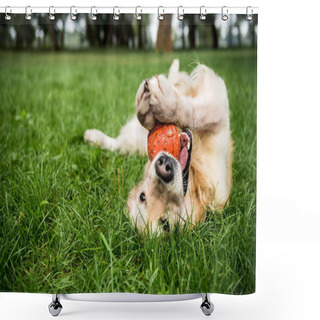 Personality  Selective Focus Of Golden Retriever Dog Playing With Rubber Ball On Green Lawn Shower Curtains